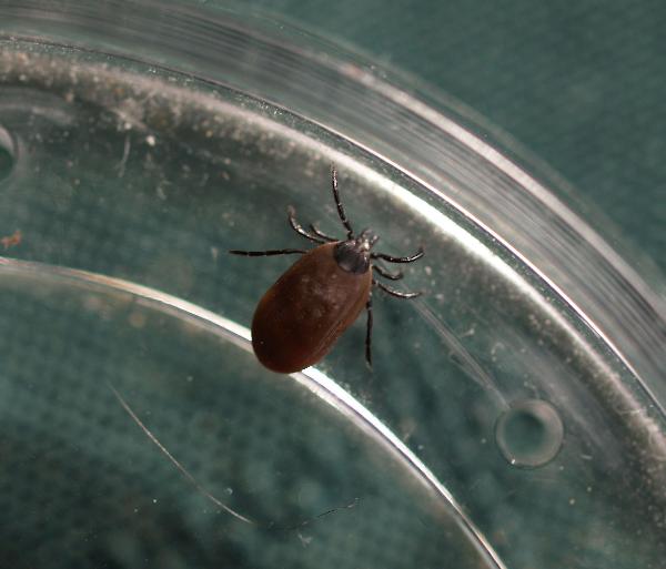 Photo of Ixodes pacificus by rod  innes